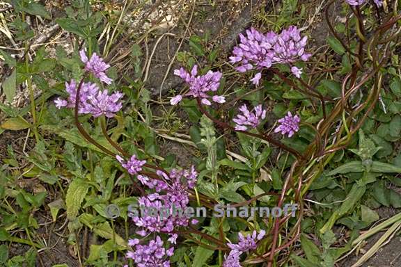 dichelostemma volubile 4 graphic